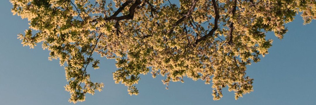 joeboyy banner