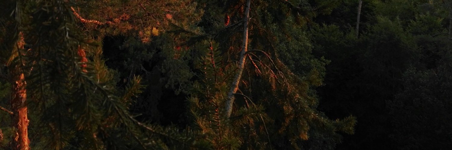 danni_douglasie's profile banner image