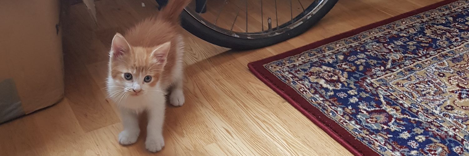 OrangeBertie's profile banner image