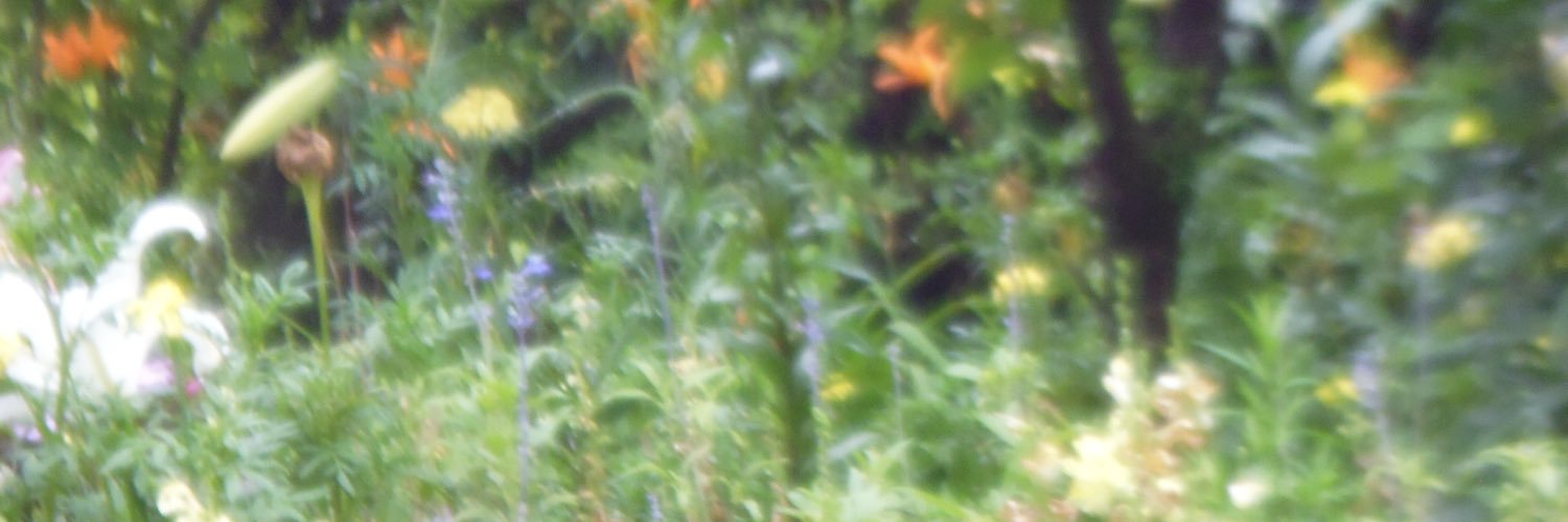 jeia ✧*･ﾟ˚* banner