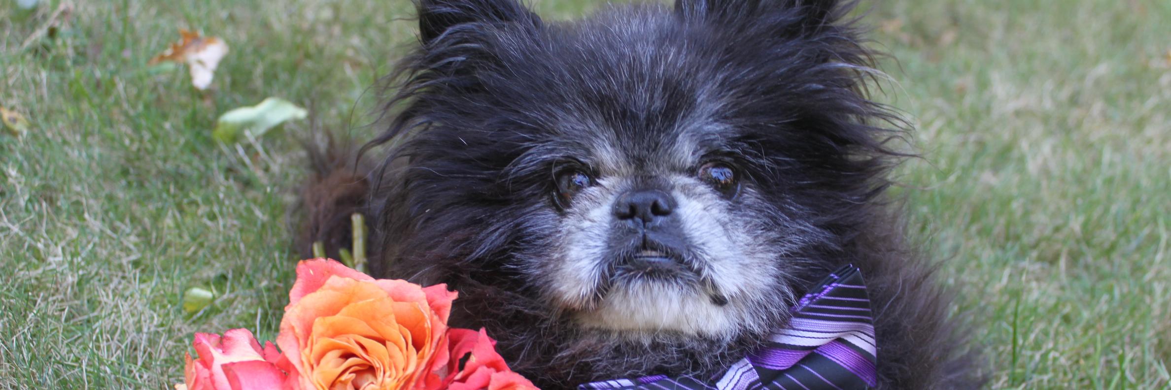 Derek_the_dog's profile banner image