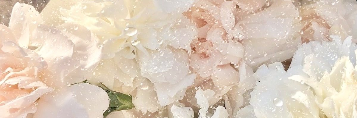 nanachoco_o's profile banner image