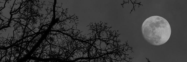 zessoi's profile banner image