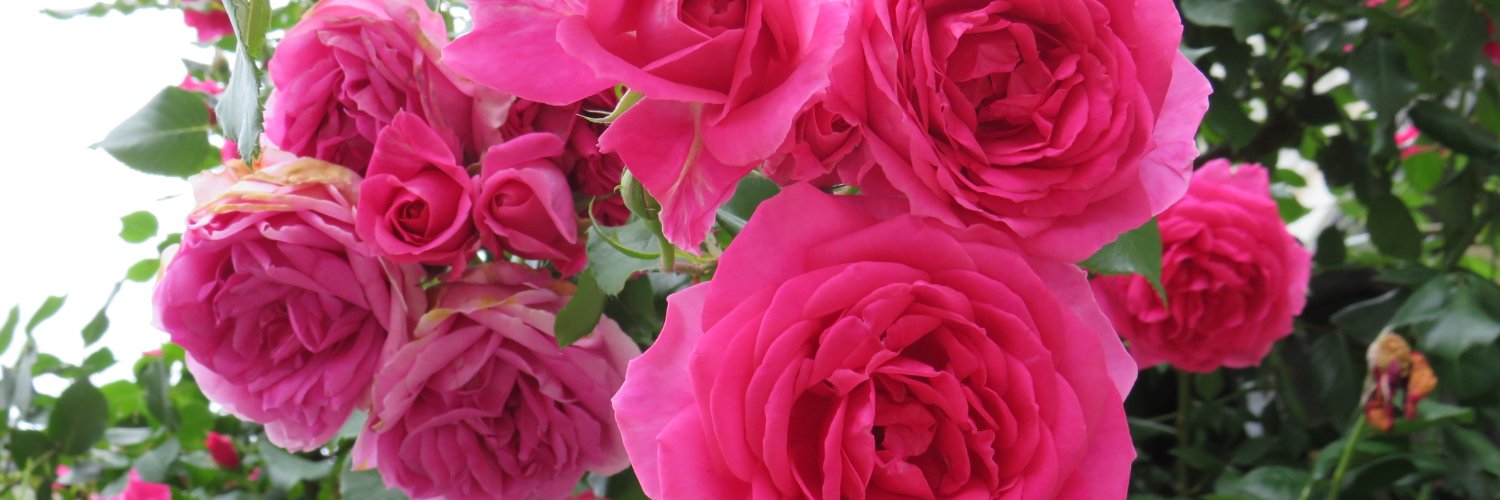 Lana Ranka Vojnović banner