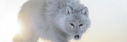 Whitewolf917's profile banner image