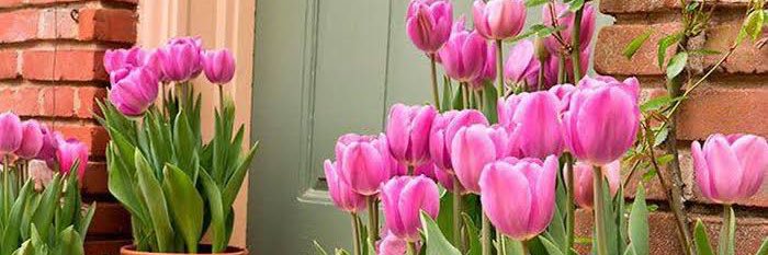 FernandaaEd's profile banner image