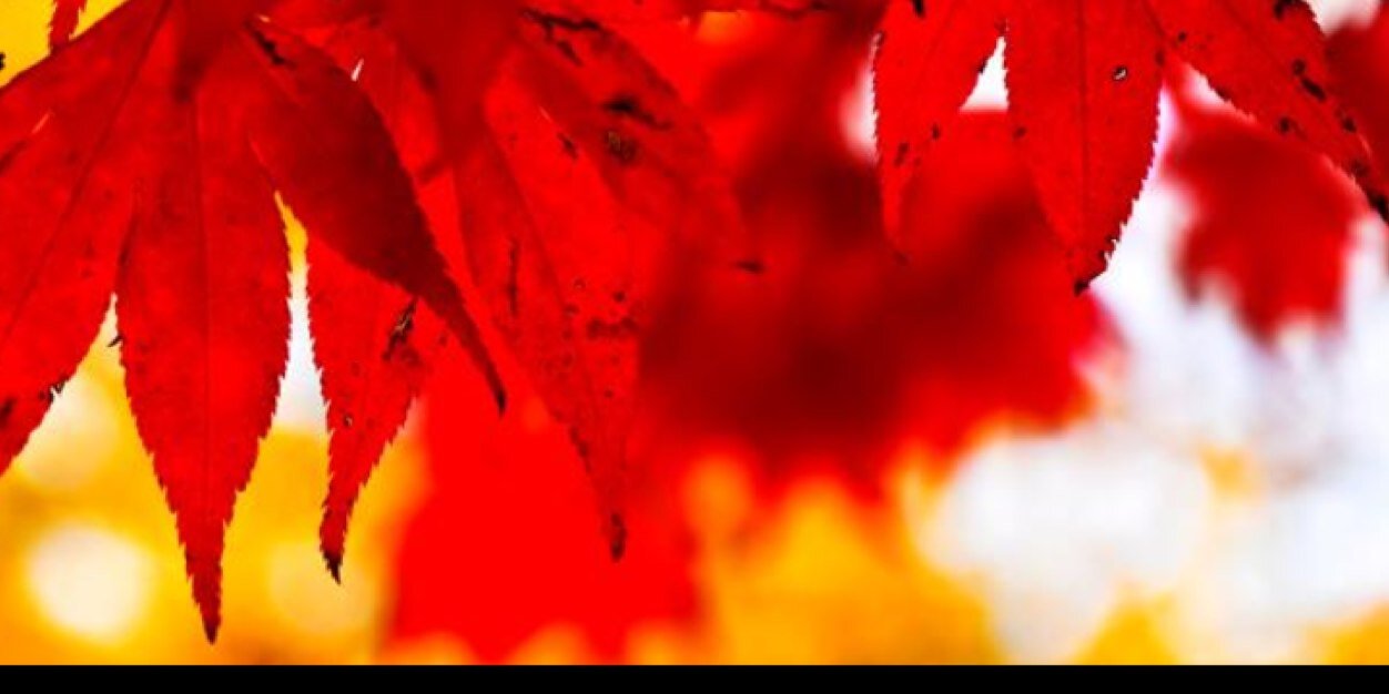 muzrush's profile banner image