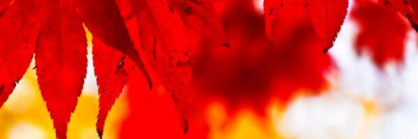 muzrush Profile Banner