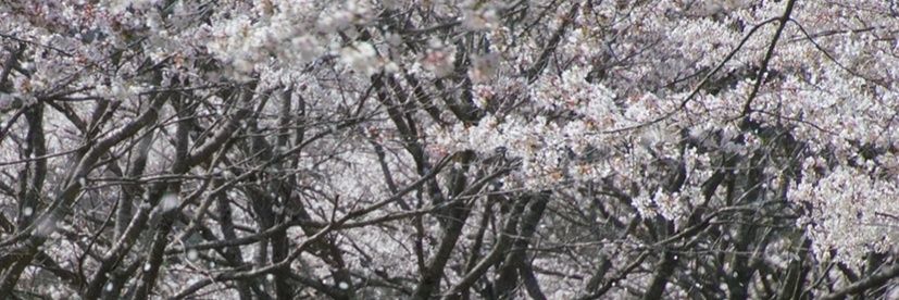 wataru2lov's profile banner image