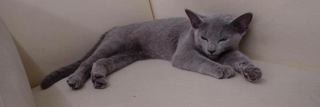 杉村幸子(ArtePiazza) banner