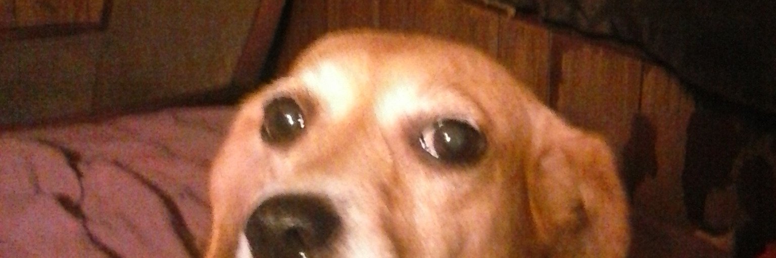 gizzymoon's profile banner image