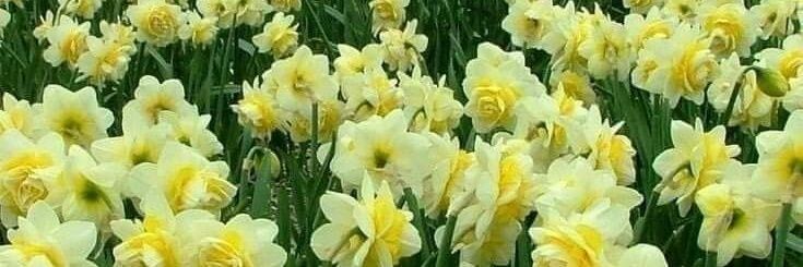 𝓨𝓐𝓚𝓤𝓟 banner