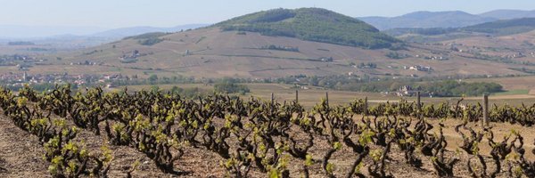 CellarHand Profile Banner