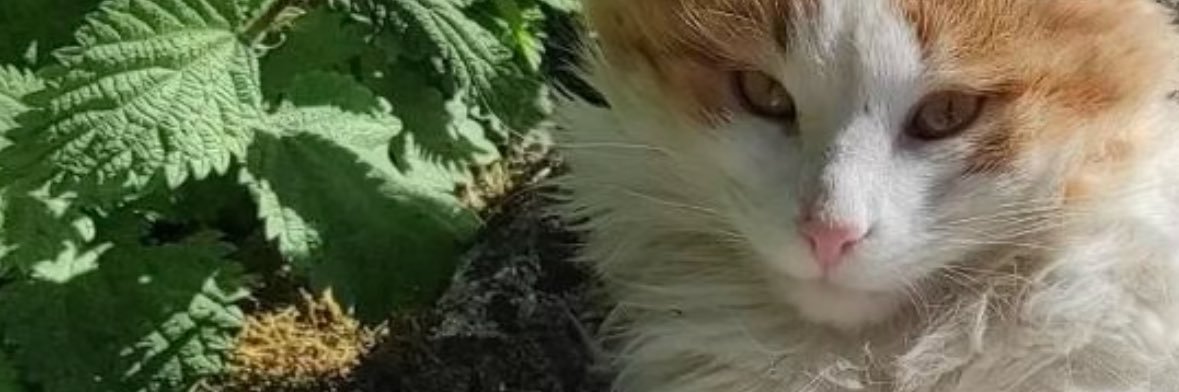 jonitstt's profile banner image