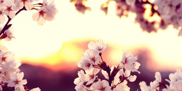 mumucan's profile banner image