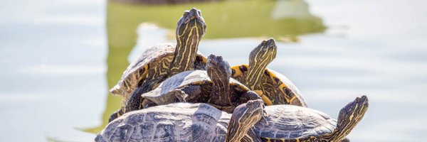AllTurtles Profile Banner