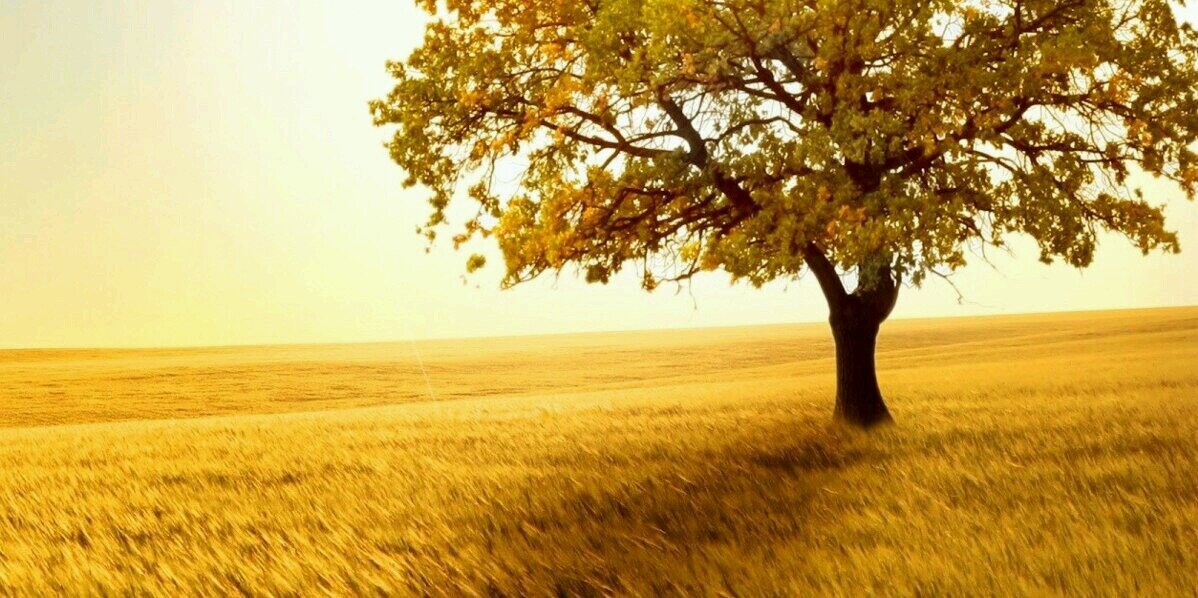 I_M_IQBAL's profile banner image