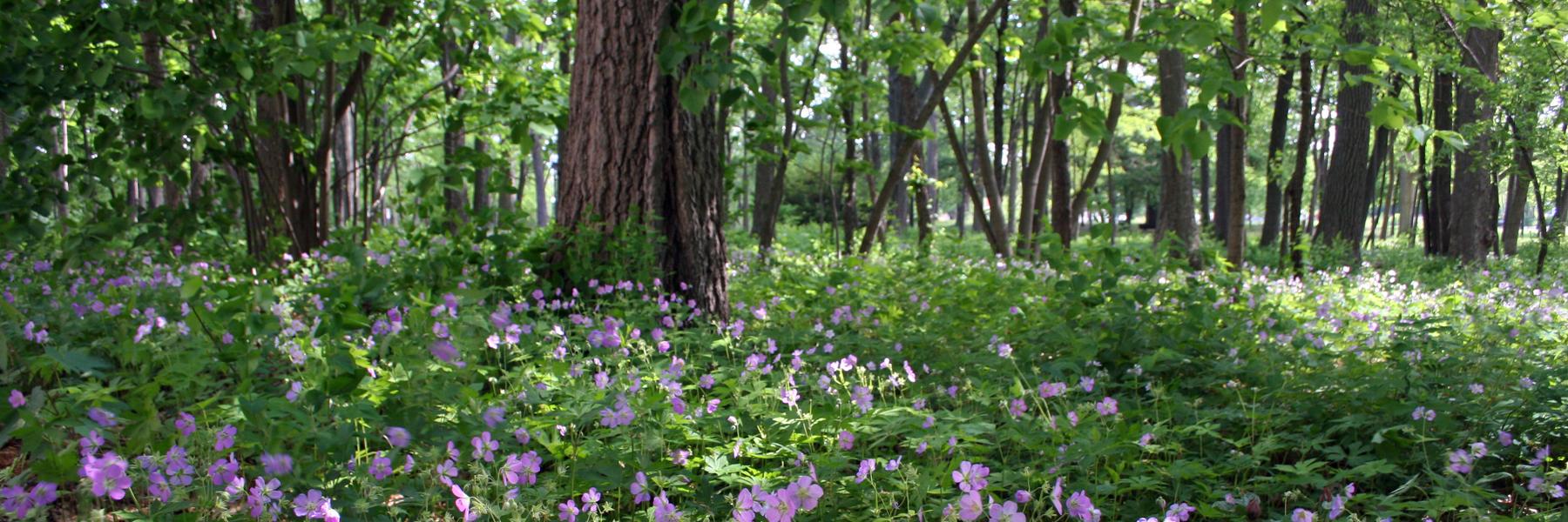 ecologyllc's profile banner image