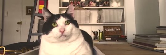 ninomckitten's profile banner image