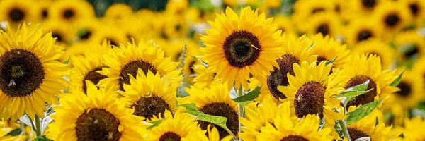 eshuck Profile Banner