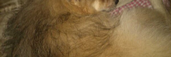 batakJR Profile Banner