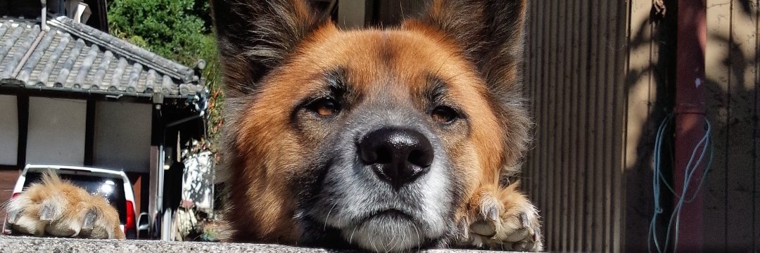 jinjo3005's profile banner image