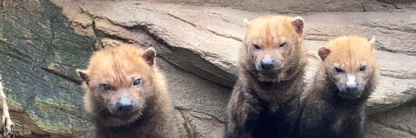 mofu2_82dog Profile Banner