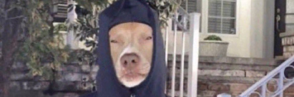 SOFTWILLY🌹 banner