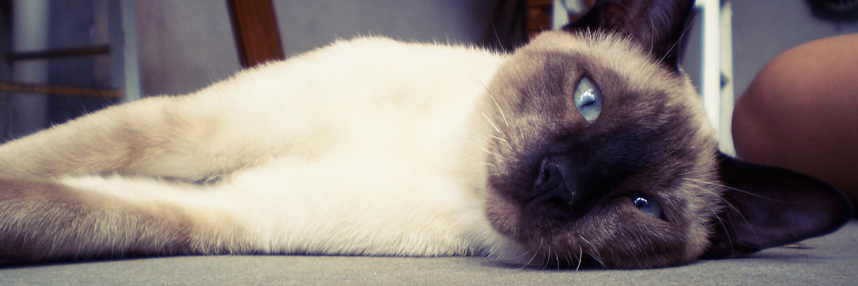 NadiHeldner's profile banner image