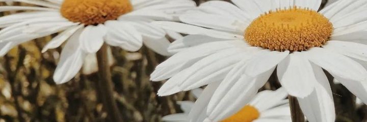Daisy🌼 Lebogang banner