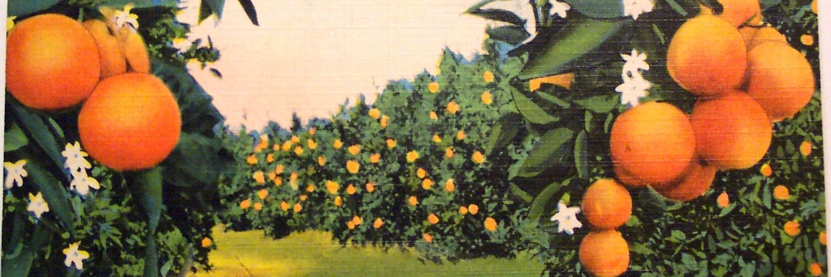 meghabuda's profile banner image