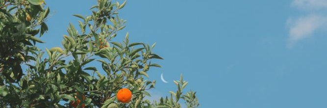 บลู ✿ banner