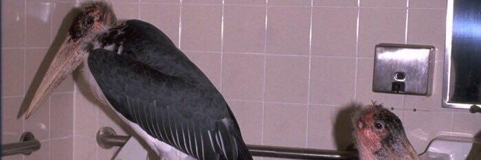 Vinícius Moraes banner