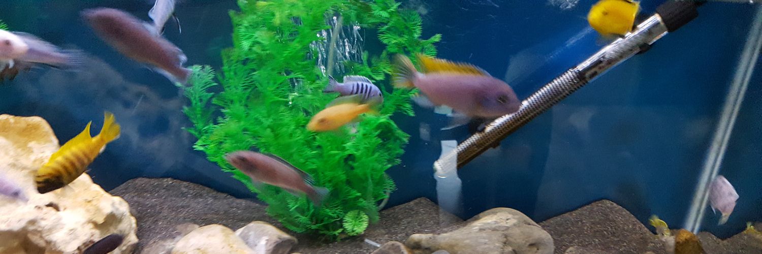 Dennis Plummer banner