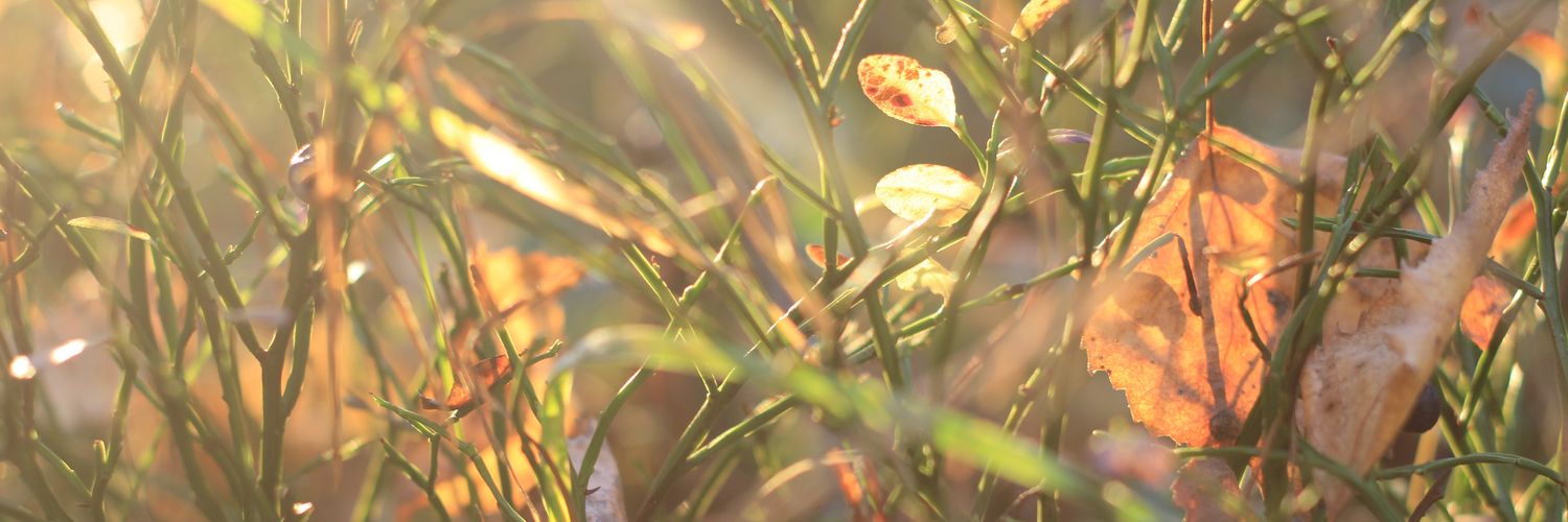 рыжая мюмла banner