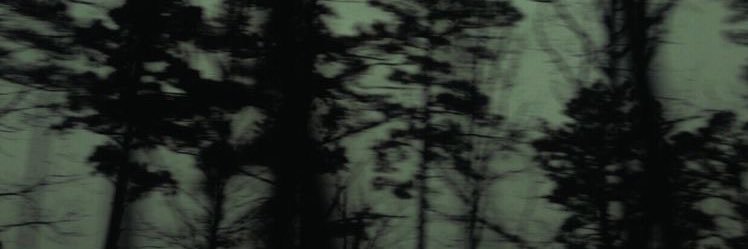 *･゜ﾟ･*:.｡. .:*Willow*:. .｡.:*･゜ﾟ･* banner