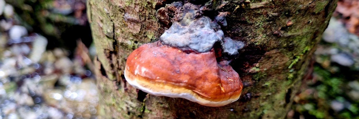 Vanda_Lerer, PhD 🇮🇱 banner