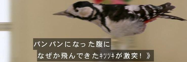 四半世紀戦隊@ニチアサ民's banner