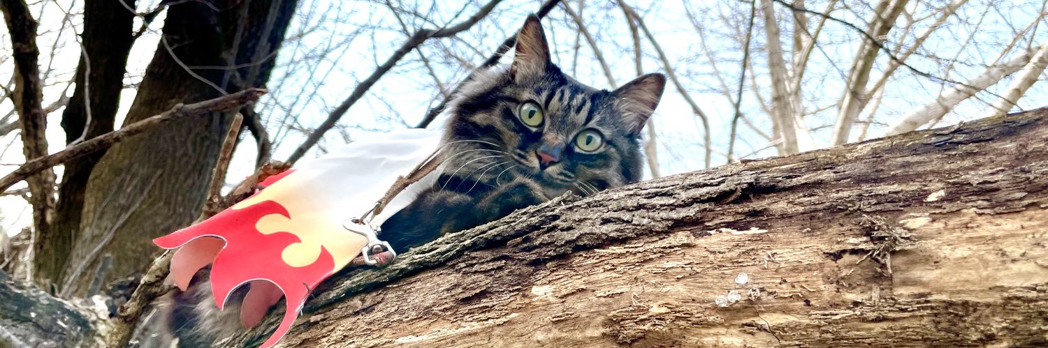 空猫 banner