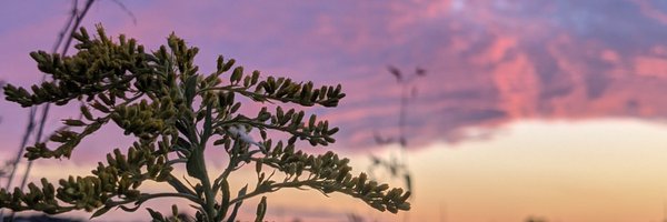 AlCriz94 Profile Banner