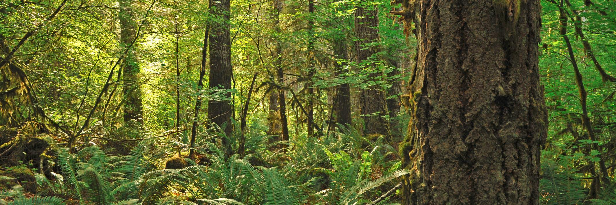 ORStateForests's profile banner image