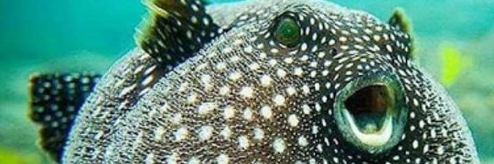 alkudsel's profile banner image