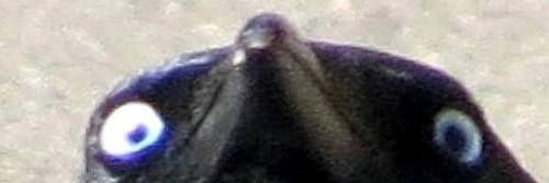 Only_a_plant's profile banner image