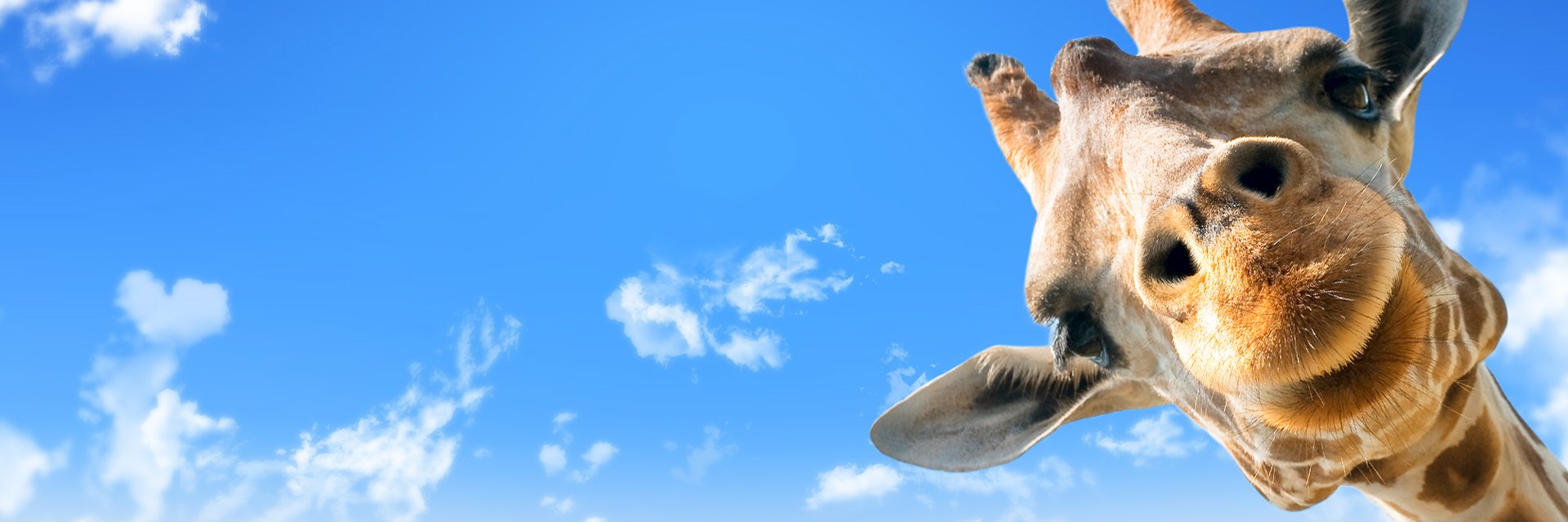 Aslı Güven banner