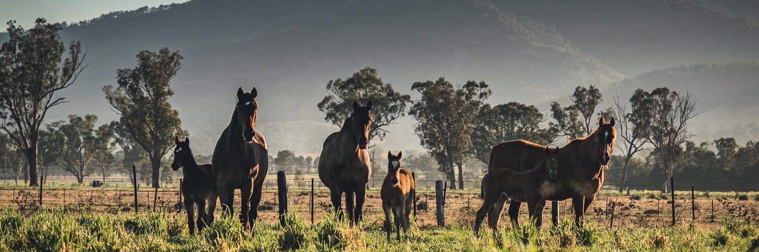 Cannon Hayes Stud banner
