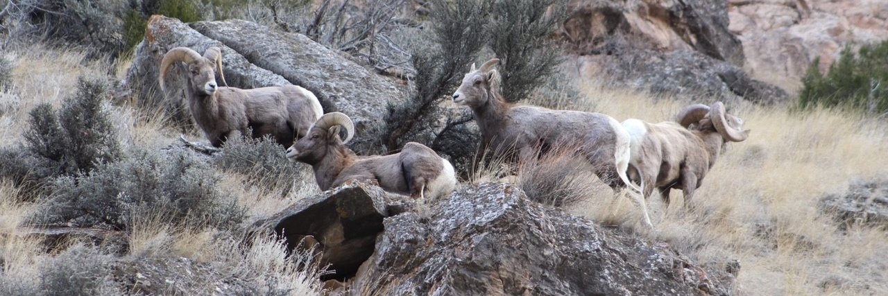 Bighorn NF banner