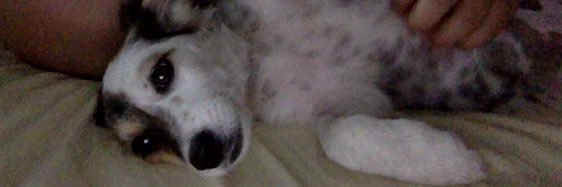 nellefernandez's profile banner image