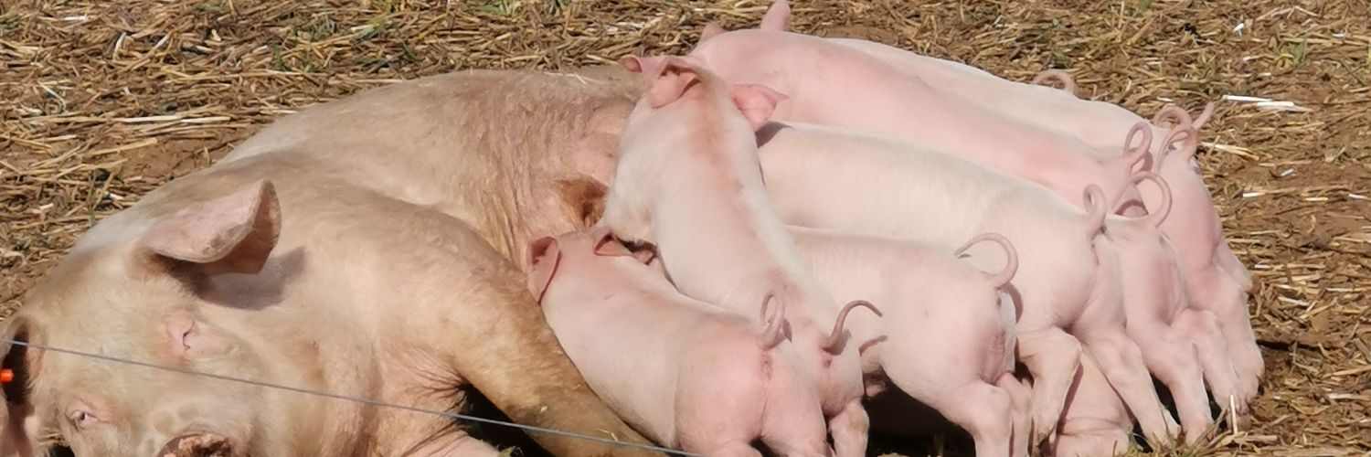 Scottishpigman's profile banner image