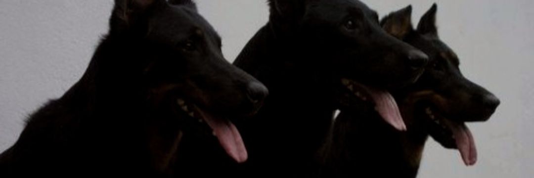 Mr_TrebleClef's profile banner image