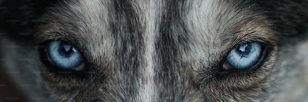 TheWolf689 Profile Banner
